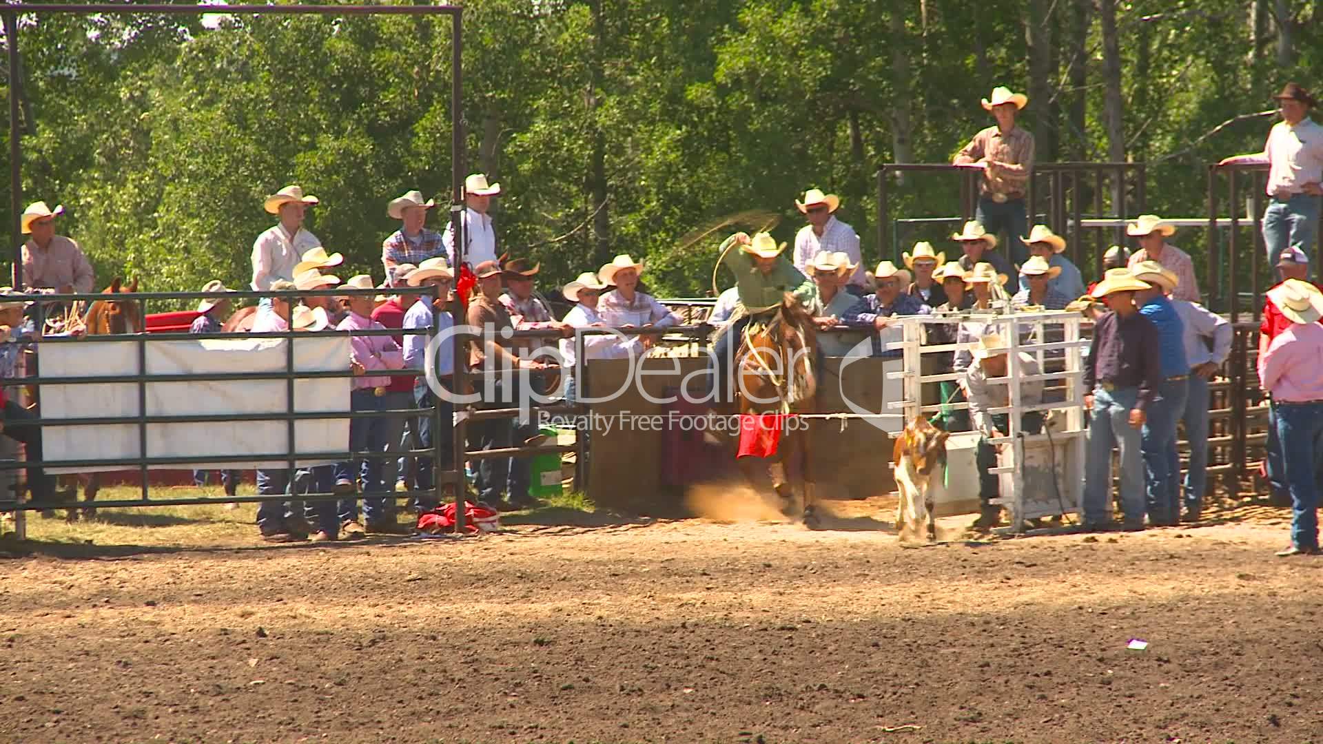 Rodeo Calf Roping Lizenzfreie Stock Videos Und Clips